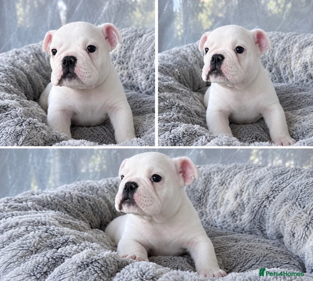 English Bulldog dogs for sale: LAST LITTLE GIRL AVAILABLE - READY NOW - Advert 1