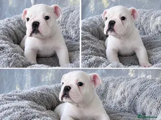 English Bulldog dogs LAST LITTLE GIRL AVAILABLE - READY NOW - Advert 1