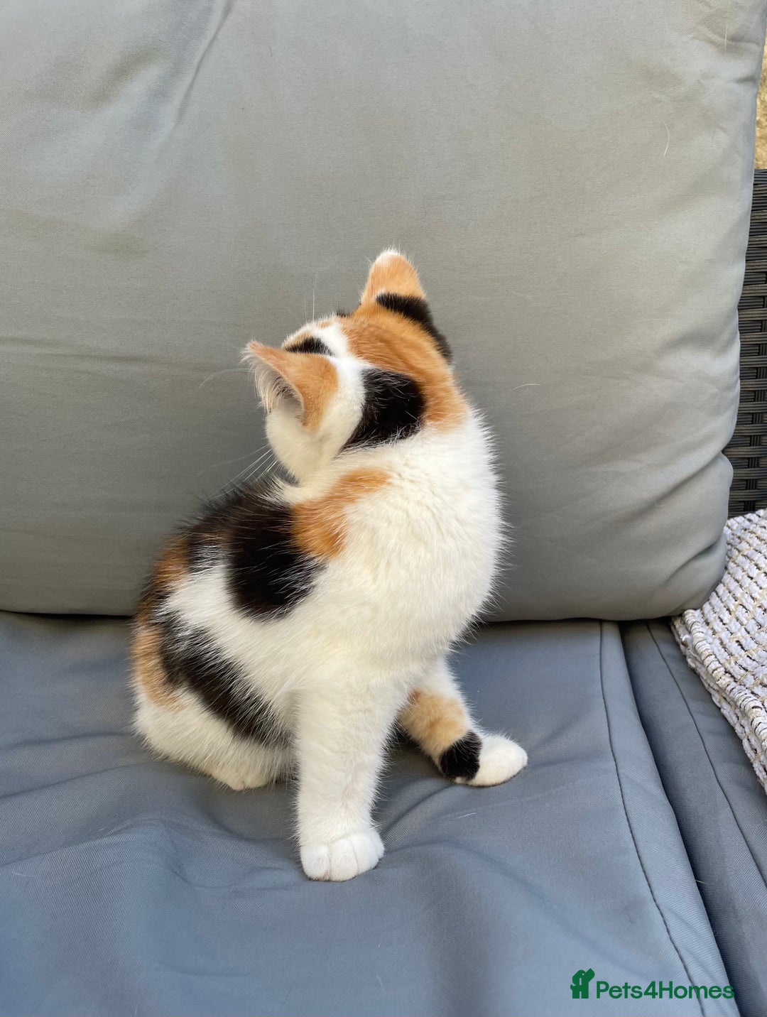 British Shorthair cats for sale: Offers accepted! Last of her litter! - Image 9