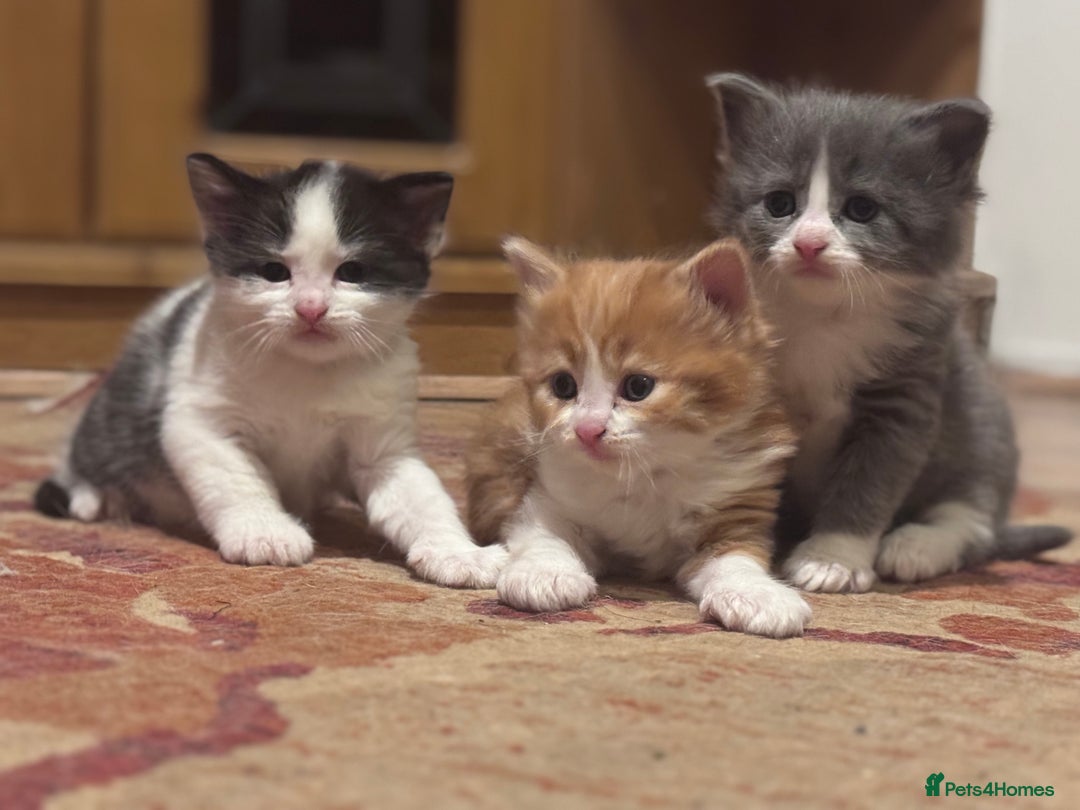 Domestic Shorthair cats for sale: ✨🐾 Gorgeous Kittens Looking for Loving Homes 🐾✨ - Image 6