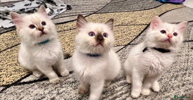 Ragdoll cats - Advert 16