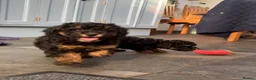 Toy Poodle dogs for sale: 3 Stunning Phantom KC Toy Poodle Puppies - Advert 6