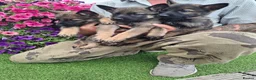 German Shepherd dogs for sale: Fully Health Tested KC Registered Working Line - Advert 1