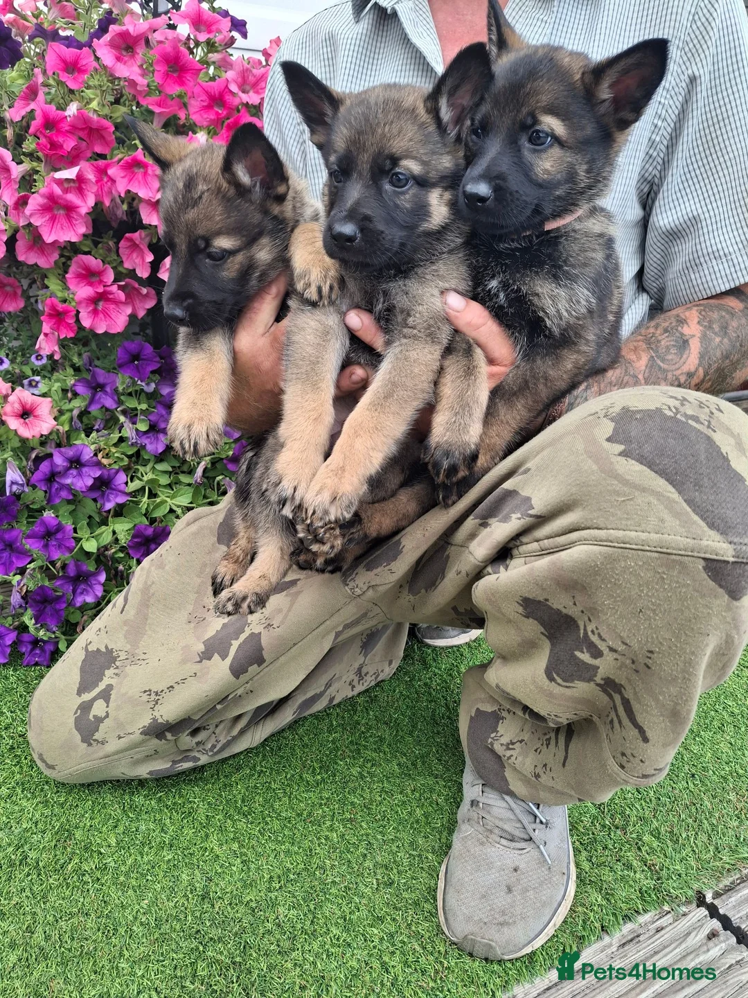 German Shepherd dogs for sale: Fully Health Tested KC Registered Working Line - Advert 1