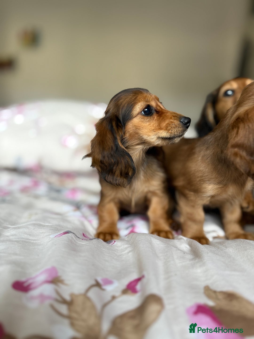Dachshund dogs for sale: Kc . Reg. miniature longhair dachshund puppies  - Image 15