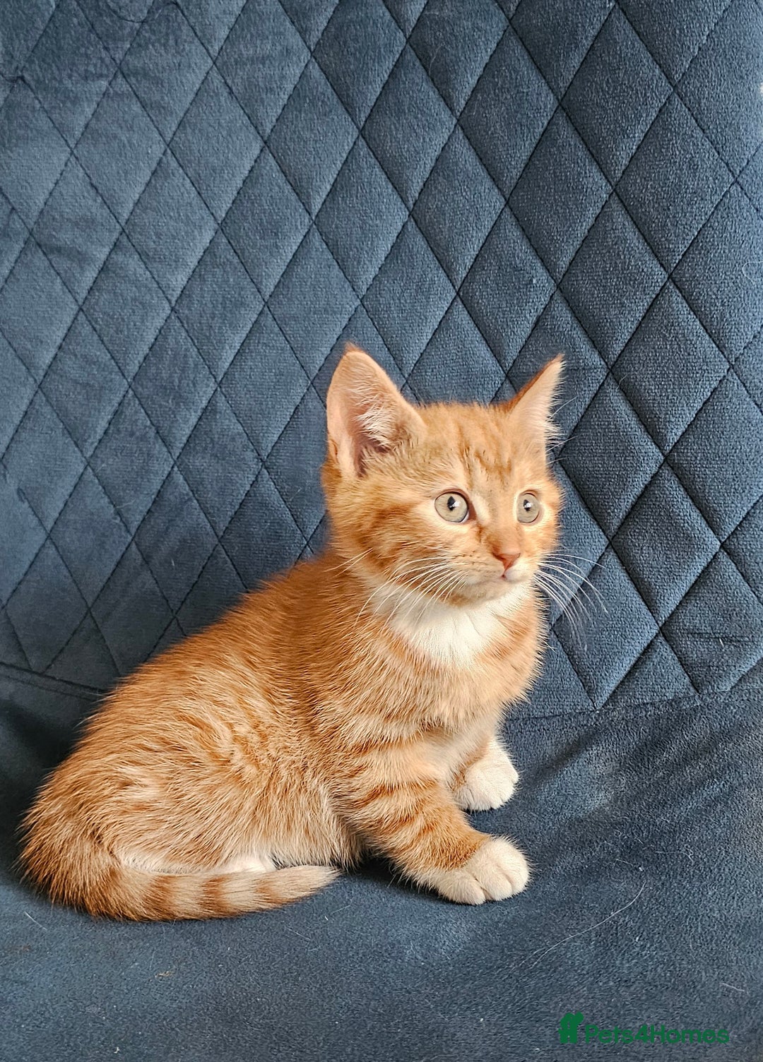 Mixed Breed cats for sale: Boy kitten - Advert 6