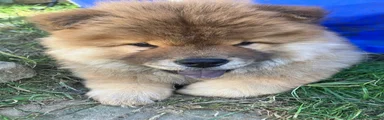 Chow Chow 3