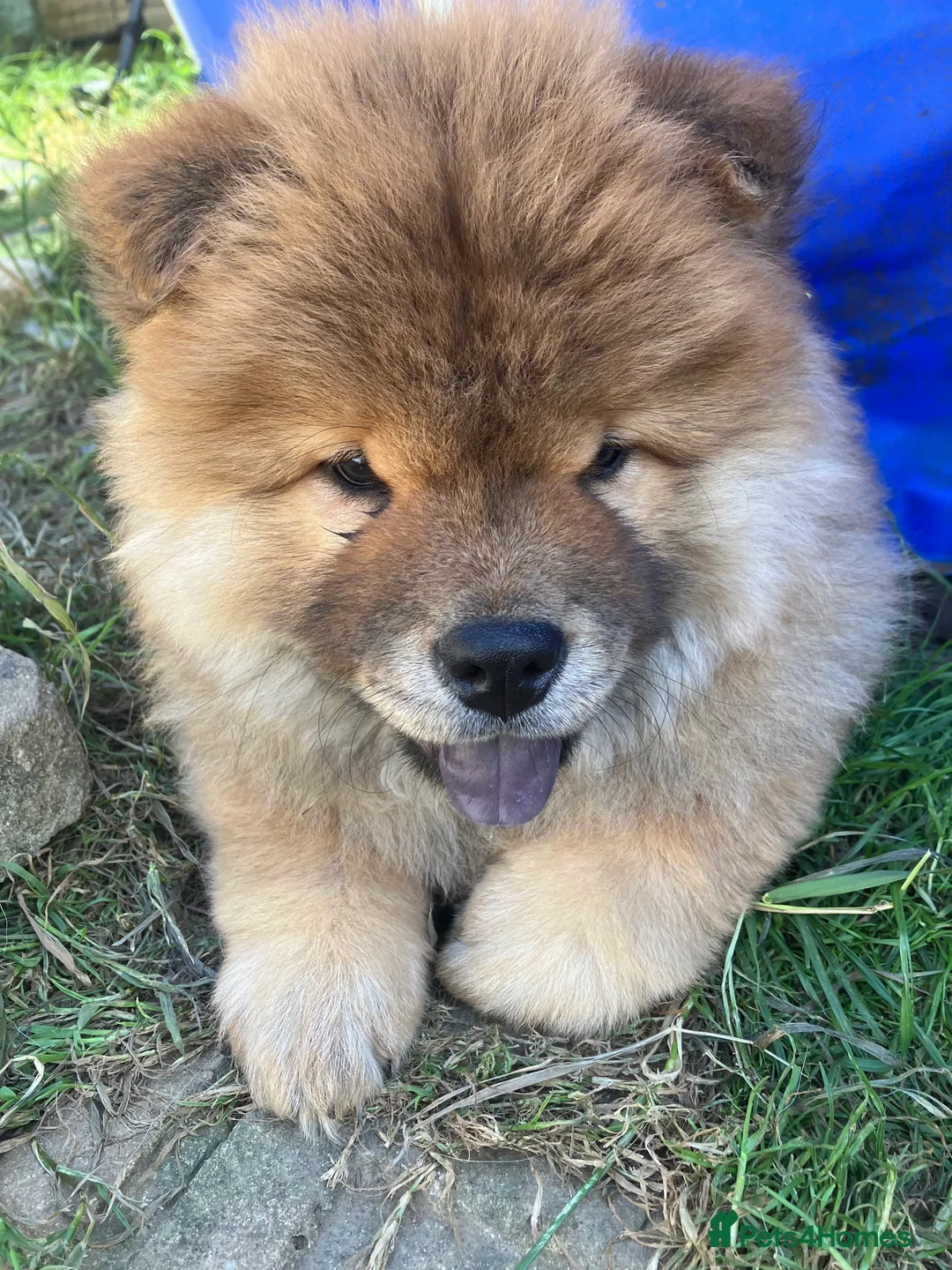 Chow Chow dogs for sale: Chow Chow puppies - Advert 2