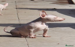 Mexican Hairless dogs for sale:  1 mini boy red  2000 mini black girl 2000. - Image 6