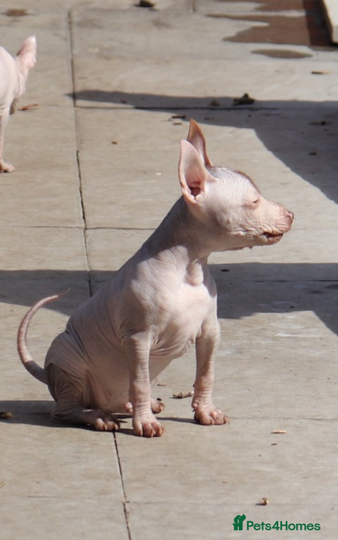 Mexican Hairless dogs for sale:  1 mini boy red  2000 mini black girl 2000. - Image 6