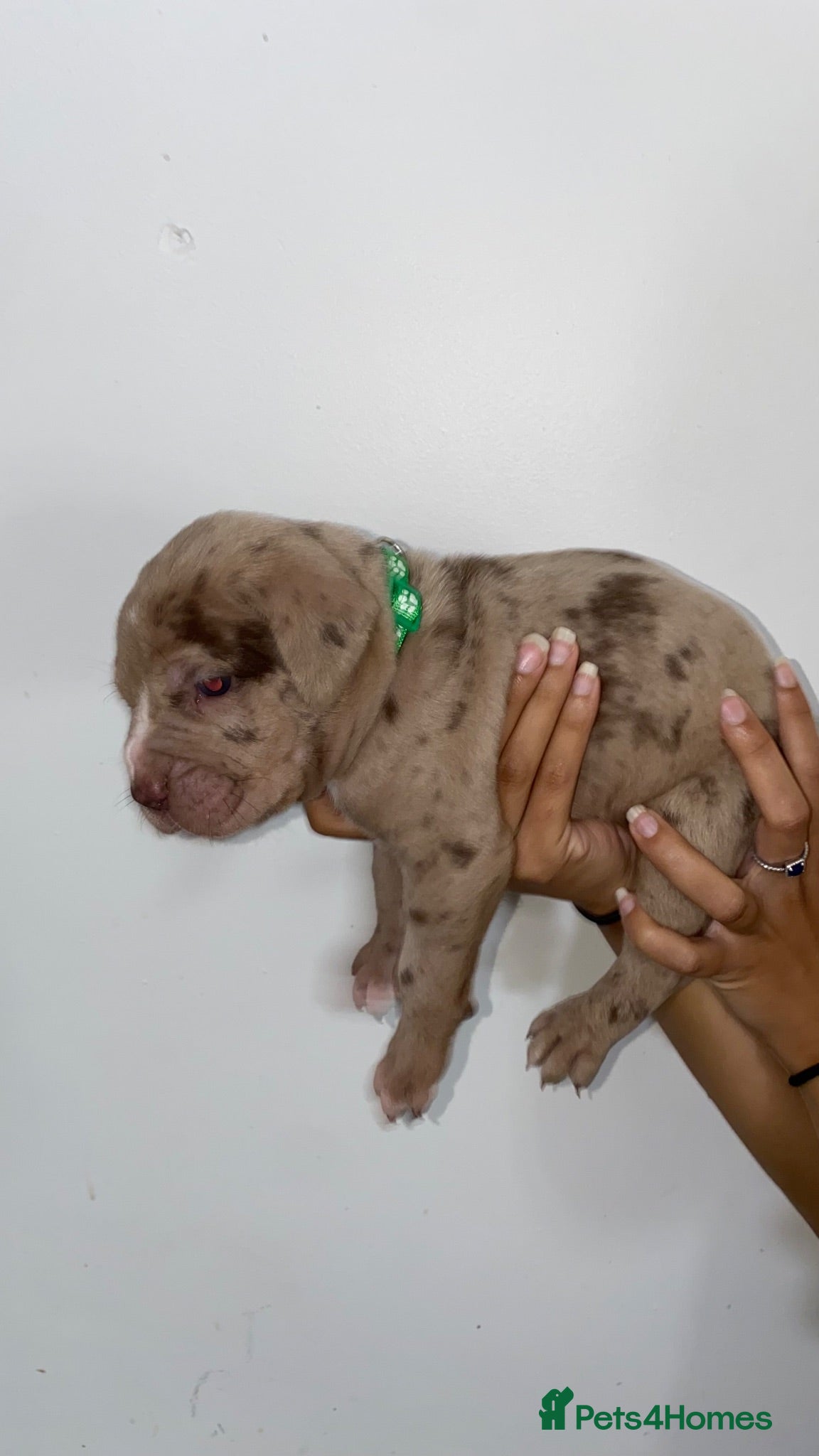 Mixed Breed dogs Andante Bandog+E ** tacy Bandog + Strajano Puppies - Advert 1
