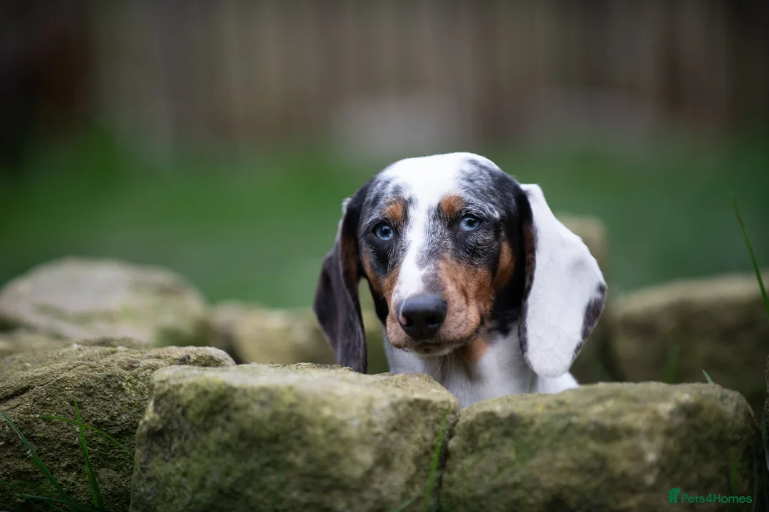 Dachshund dogs for stud: Piebald colored Dachshund for stud! in Preston - Advert 5