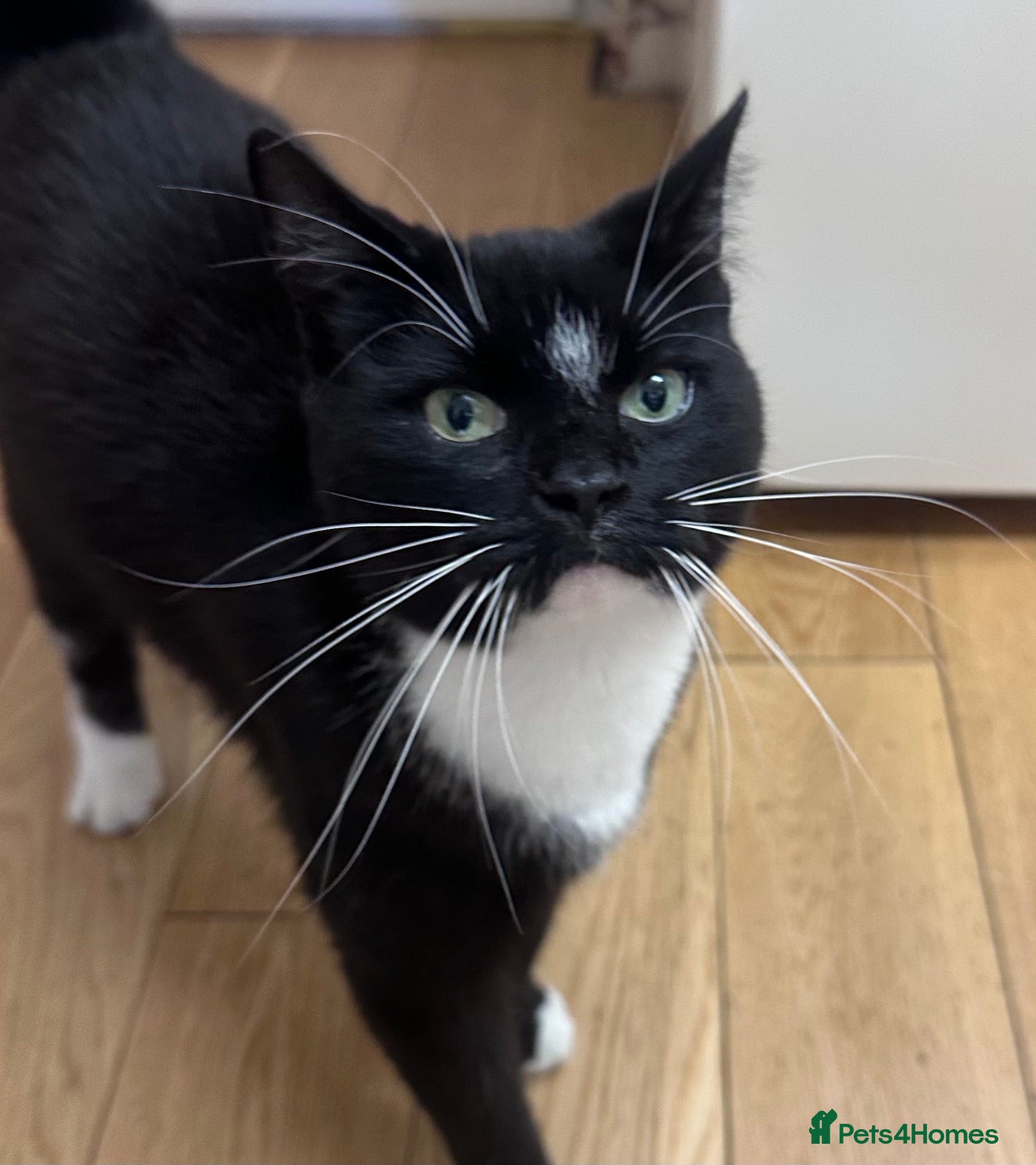 Mixed Breed cats For Adoption -(Free)  2 x female cats - Advert 1