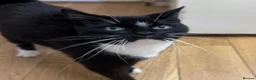 Mixed Breed cats for sale: For Adoption -(Free)  2 x female cats - Advert 1