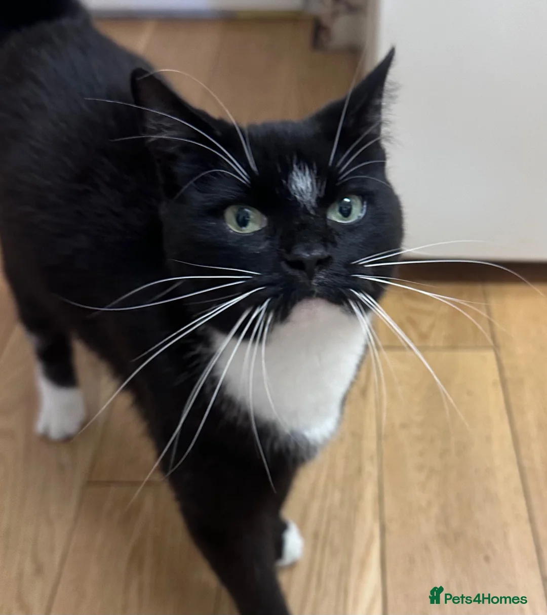 Mixed Breed cats for sale: For Adoption -(Free)  2 x female cats - Advert 1