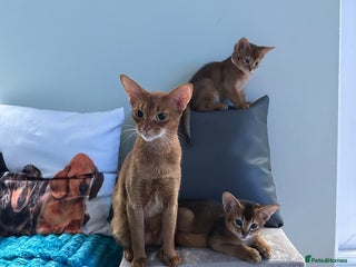 Abyssinian cats Pedigree Abyssinian kittens - Advert 12