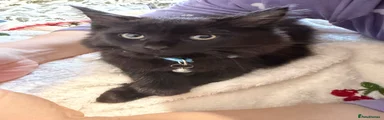 Fluffy