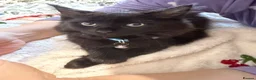 Mixed Breed cats for sale: 3 girls are looking for a home - Advert 7
