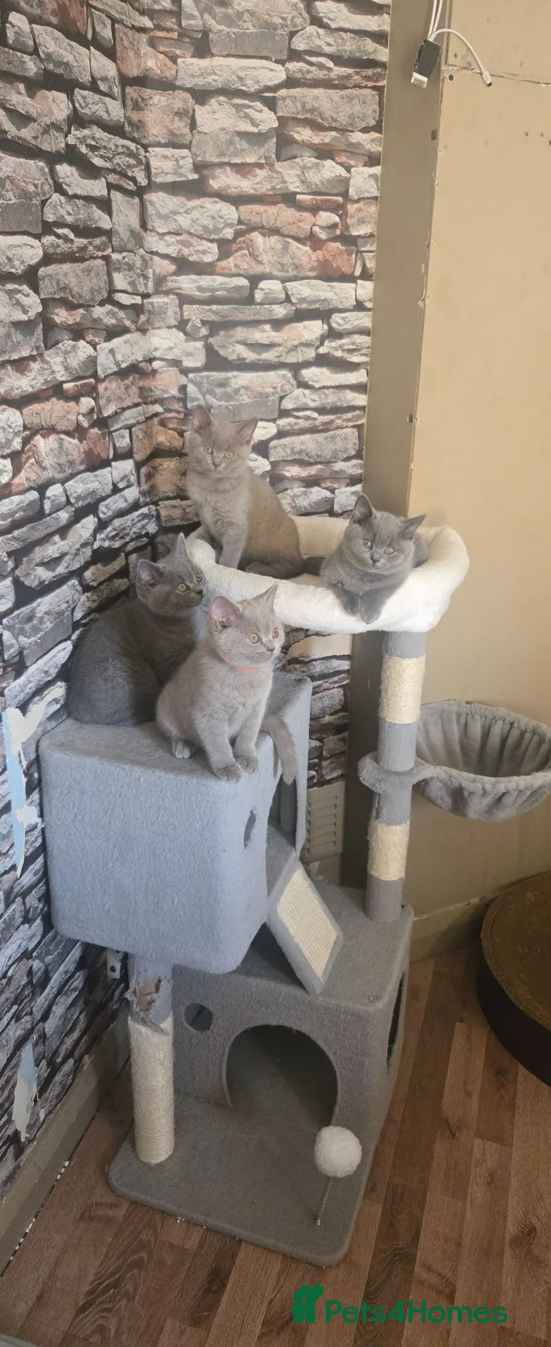 British Shorthair cats for sale: Kittens British Shorthairs in Peterborough - Advert 1
