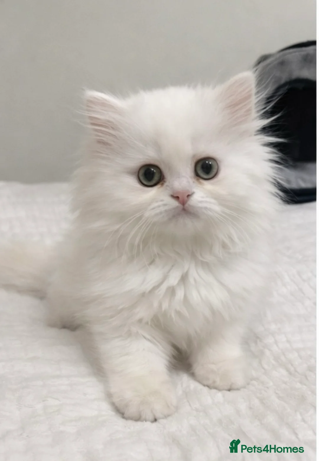 Persian cats for sale: Beautiful White Persian Kitten Fully Vaccinated - Advert 9