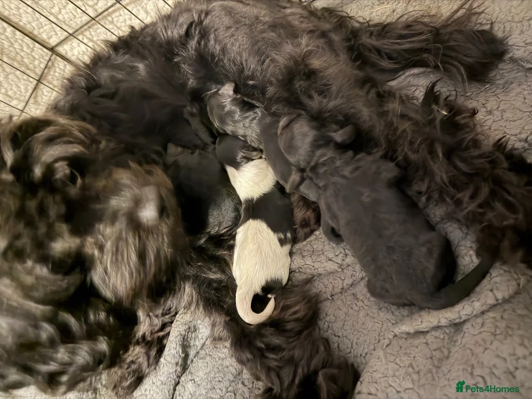 Cavapoo dogs for sale: Beautiful Cavapoo Boys – Mum & Dad Family Pets 🐾 - Advert 1