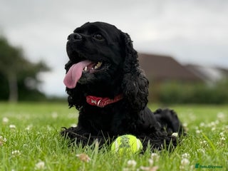 American Cocker Spaniel dogs - Advert 1