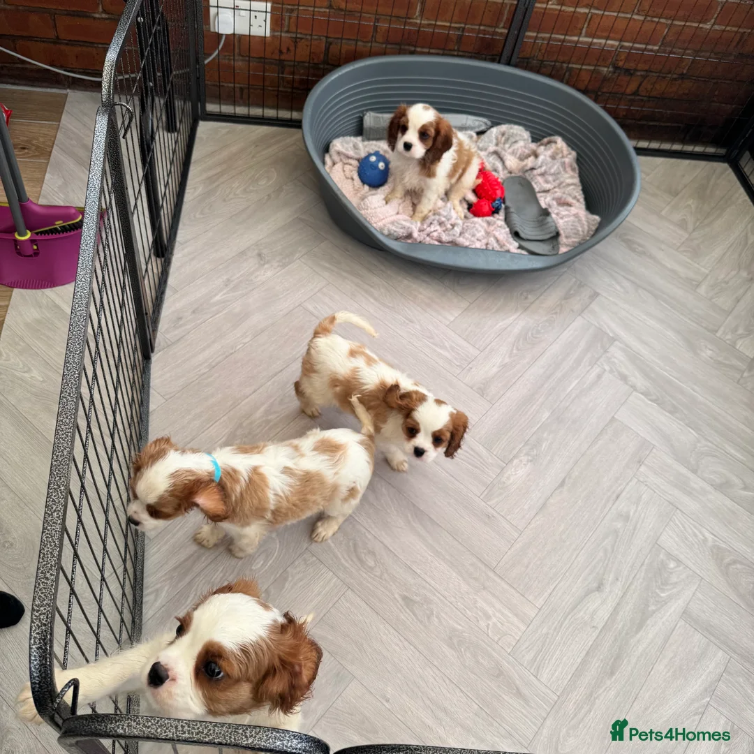 Cavalier King Charles Spaniel dogs for sale: Stunning cavalier King Charles puppies  - Advert 8