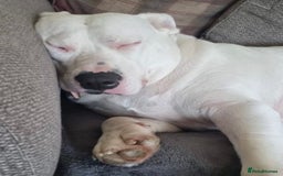 Mixed Breed dogs for adoption: Meet Aria, currently residing in Ormskirk  - Image 4