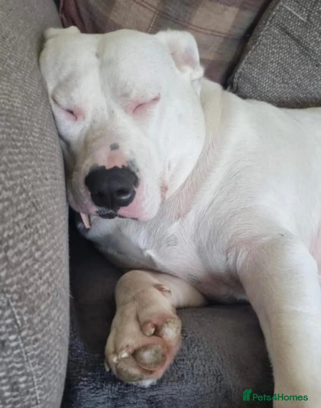 Mixed Breed dogs for adoption: Meet Aria, currently residing in Ormskirk  - Advert 4