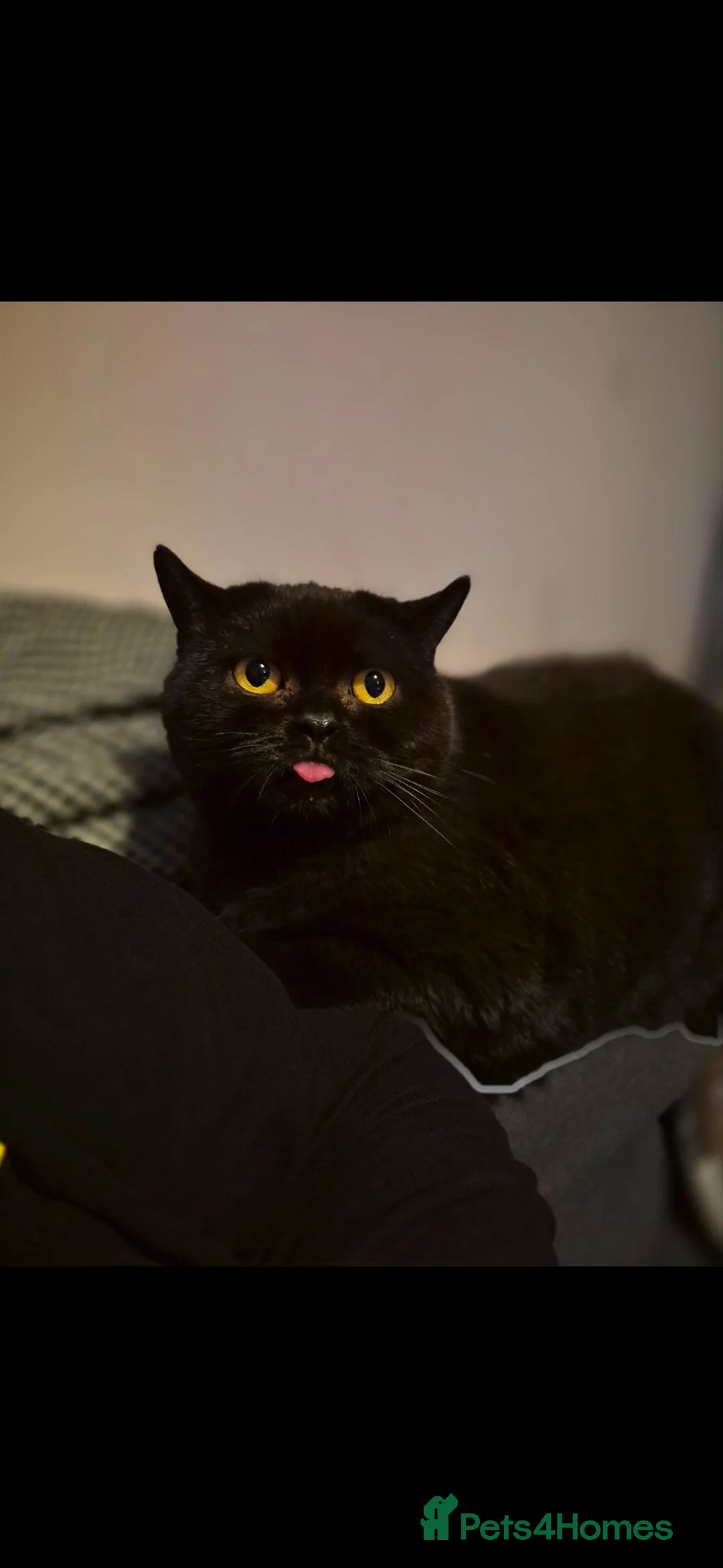 British Shorthair cats for sale: Rehome adorable British Shorthair cats - Advert 2