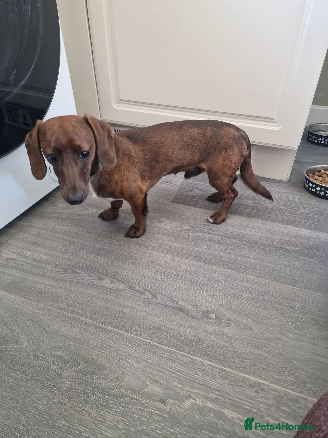 Dachshund dogs for sale: 9 month old daschound boy  - Advert 4