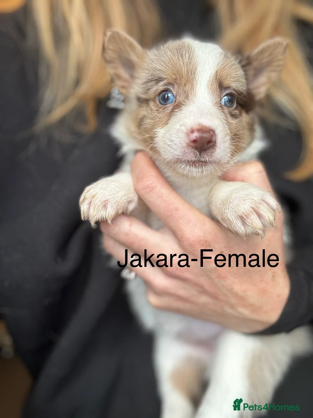 Border Collie dogs for sale: Pure Bred Border Collie Puppies For Sale - Advert 22