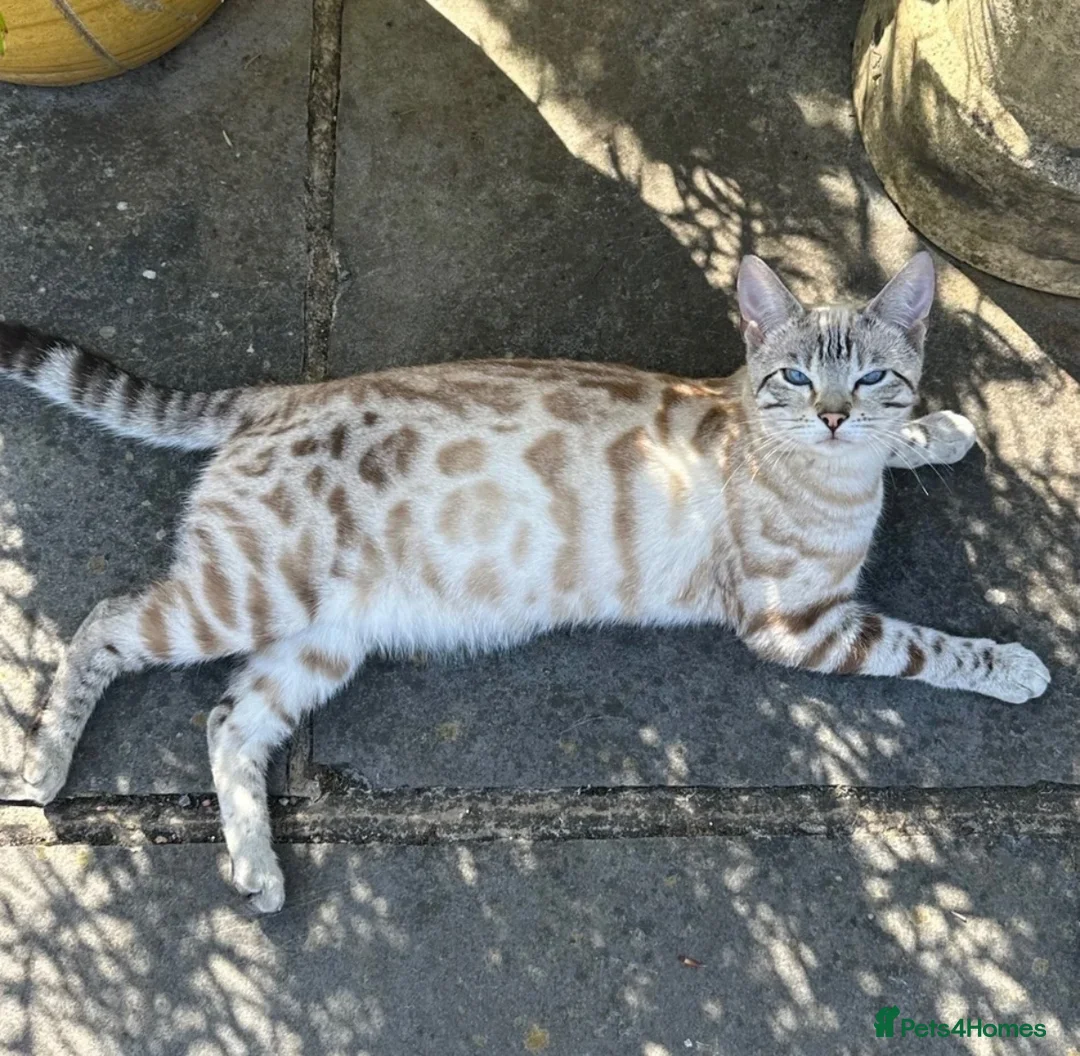 Bengal cats for sale: 8 wk snow female bengal  - Advert 9