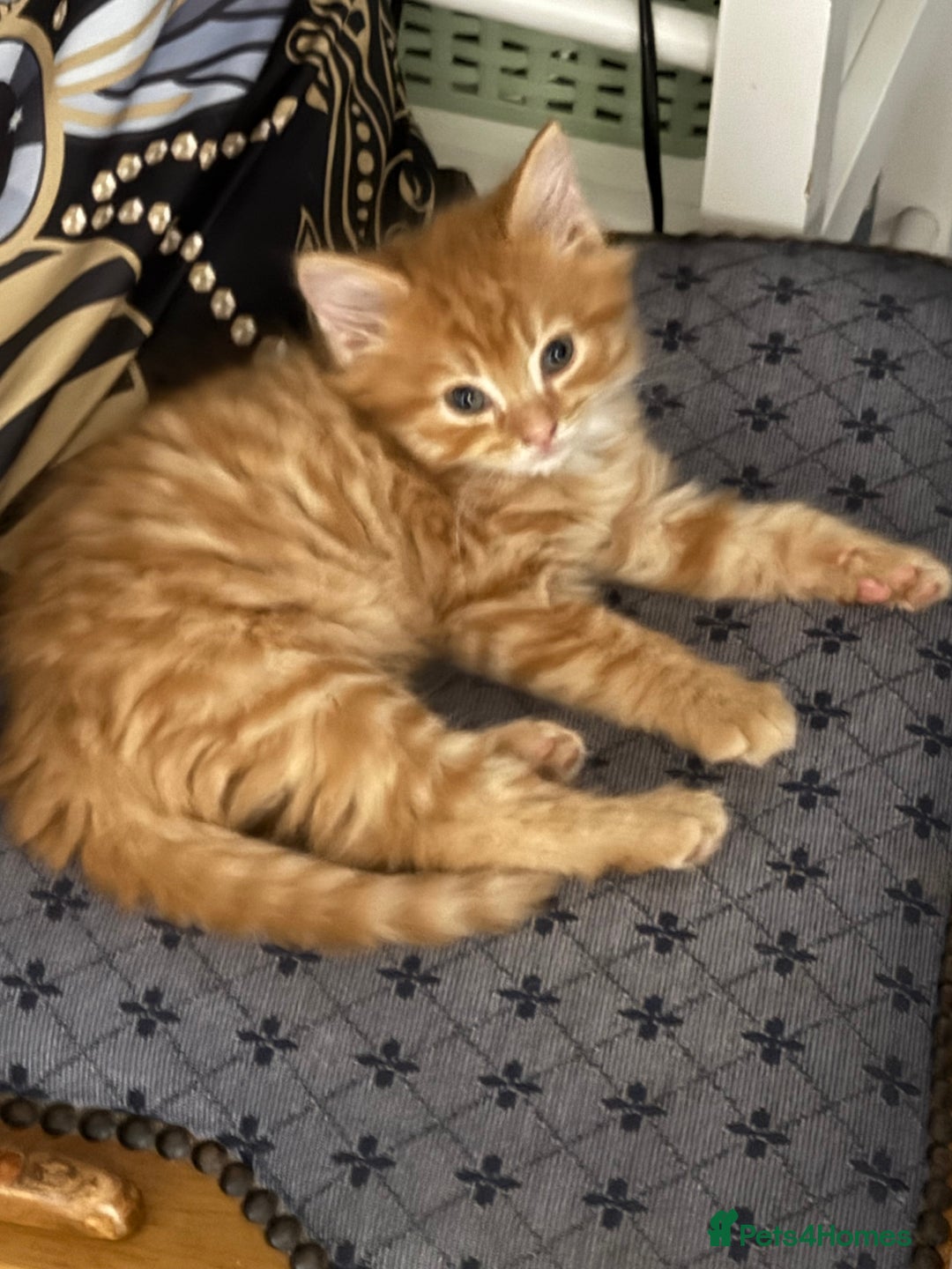 Maine Coon cats for sale: Beautiful mixed breed kittens  - Image 8