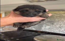 German Shepherd dogs for sale: German Shepherd Puppies Family-Raised 🐾 - Advert 5
