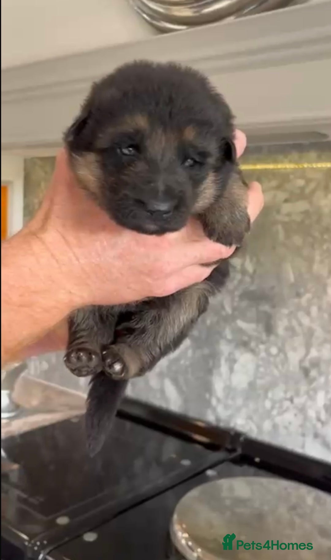 German Shepherd dogs for sale: German Shepherd Puppies Family-Raised 🐾 - Advert 5