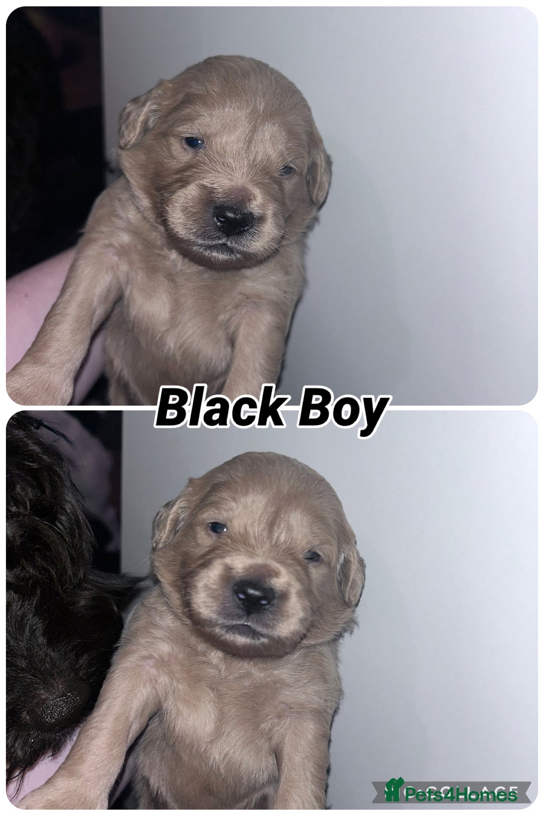 Goldendoodle dogs for sale: F1 mini Goldendoodles - Advert 16