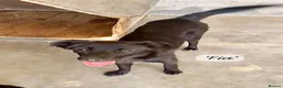 Mixed Breed dogs for adoption: Fia, 8 months approx. Available for adoption. - Advert 2