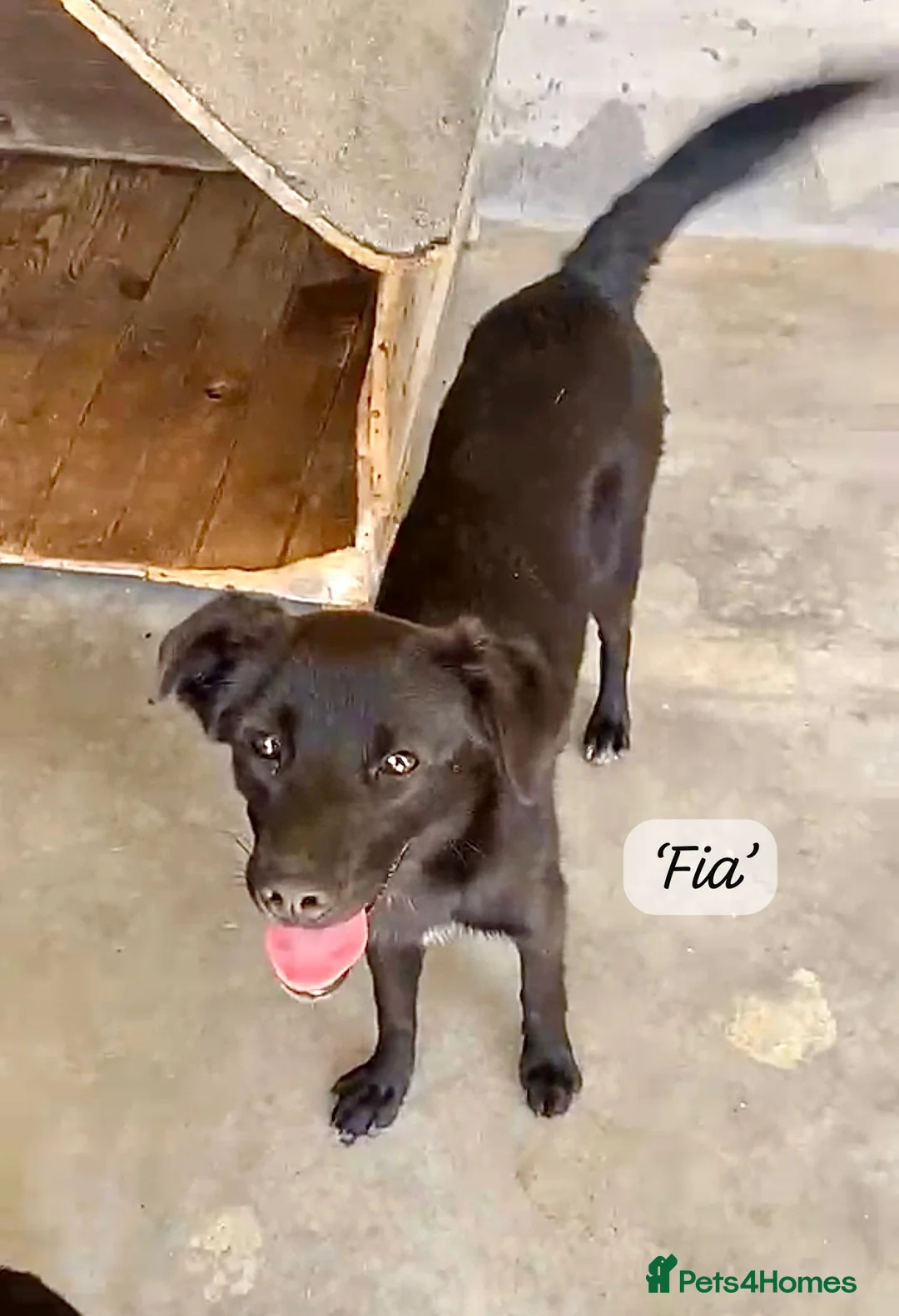 Mixed Breed dogs for adoption: Fia, 8 months approx. Available for adoption. - Advert 2