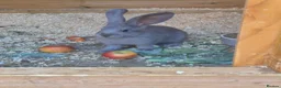 Continental Giant rabbits for sale: Giant continental rabbits  - Advert 4