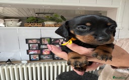 Miniature Dachshund dogs for sale: Miniature dachshund puppies - Image 17