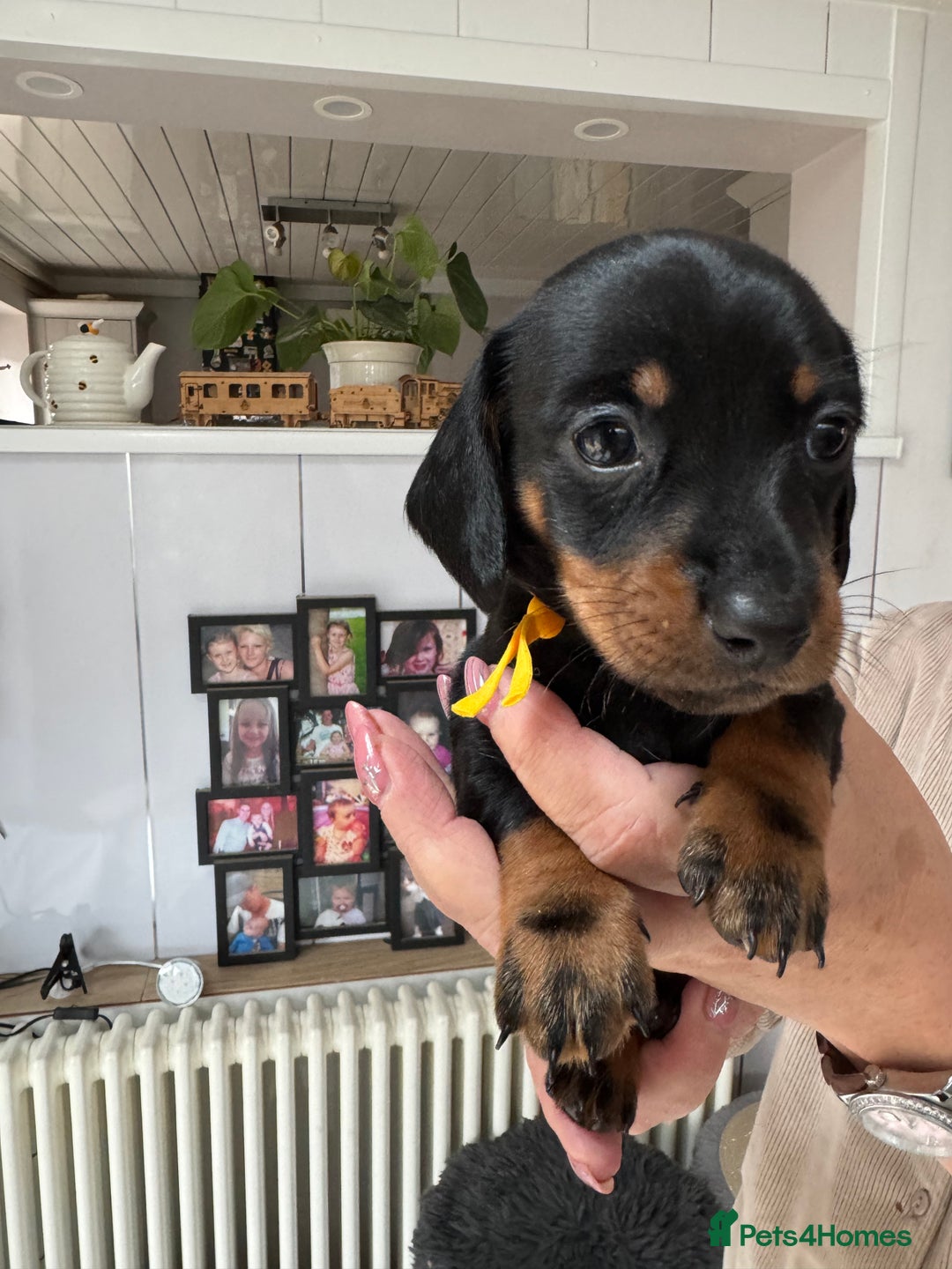 Miniature Dachshund dogs for sale: Miniature dachshund puppies - Image 17