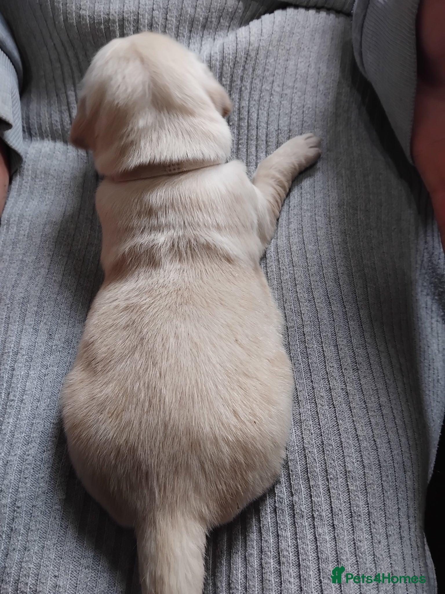 Golden Retriever dogs for sale: 7 beautiful golden retriever babies - Advert 8