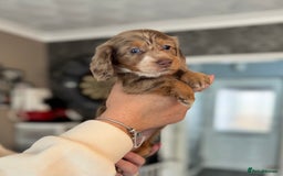 Dachshund dogs for sale: Miniature long hair dachshunds - Image 3