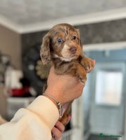 Dachshund dogs - Advert 7
