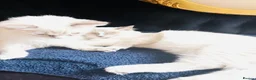 Ragdoll cats for sale: GCCF Registered Ragdolls - Advert 3
