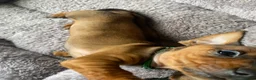 Miniature Dachshund dogs for sale: Miniature dachshund 3 boys 5 girls - Advert 17