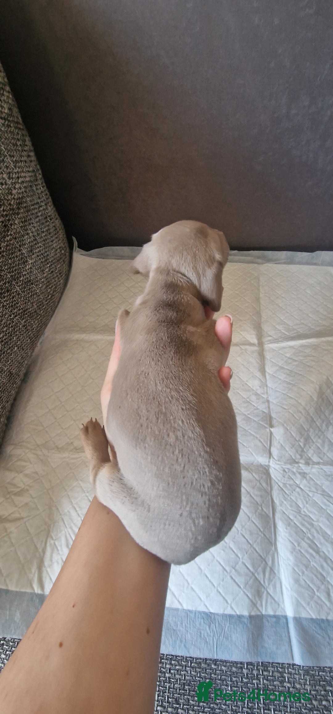 Dachshund dogs for sale: 2 girls and 1 boy miniature dachshund puppies  - Image 29