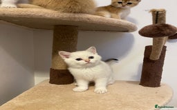 Scottish Fold cats for sale: LUXURY GOLDEN CHINCHILLA SCOTTISH FOLD KITTENS  - Image 12