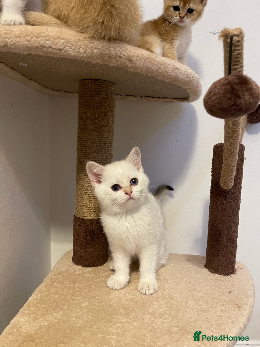 Scottish Fold cats for sale: LUXURY GOLDEN CHINCHILLA SCOTTISH FOLD KITTENS  - Image 12